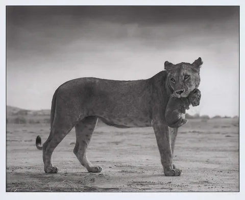 Nick Brandt, Lioness with Cub in Mouth, Amboseli, 2012, archival pigment print