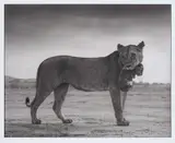 Nick Brandt, Lioness with Cub in Mouth, Amboseli