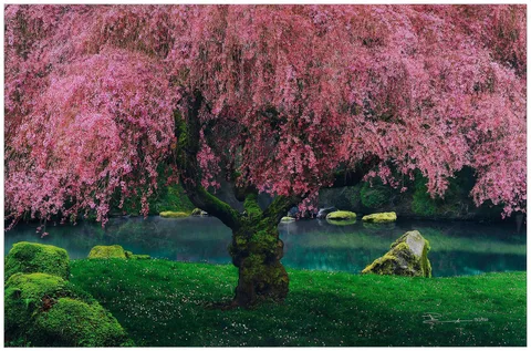 Peter Lik, Tree of Dreams, 2010, C print face mounted on acrylic
