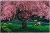 Peter Lik, Tree of Dreams