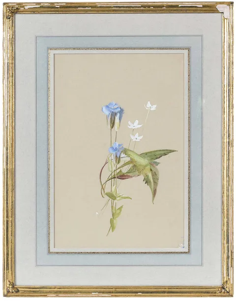 Fidelia Bridges, Fringed Gentian and Wood Anemone, watercolor on gray paper