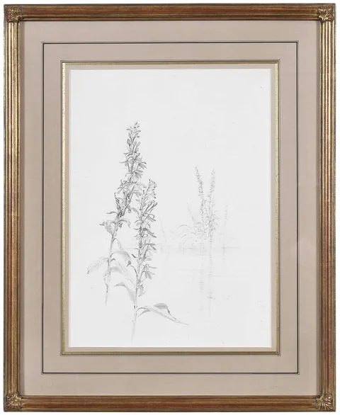 Fidelia Bridges, Cardinal Flower, a grisaille study, watercolor en grisaille on paper