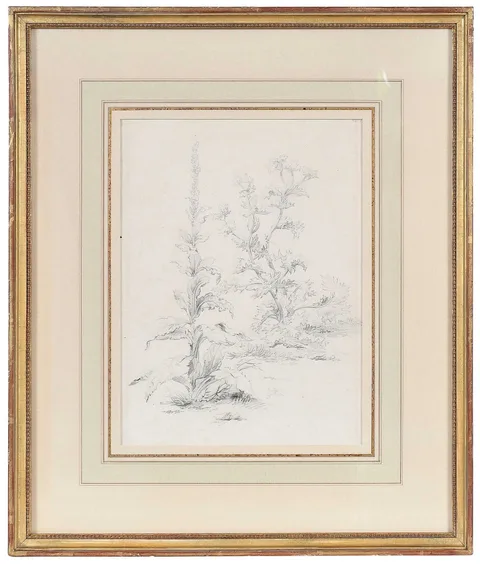 Fidelia Bridges, Mullein and Acanthus, pencil on paper