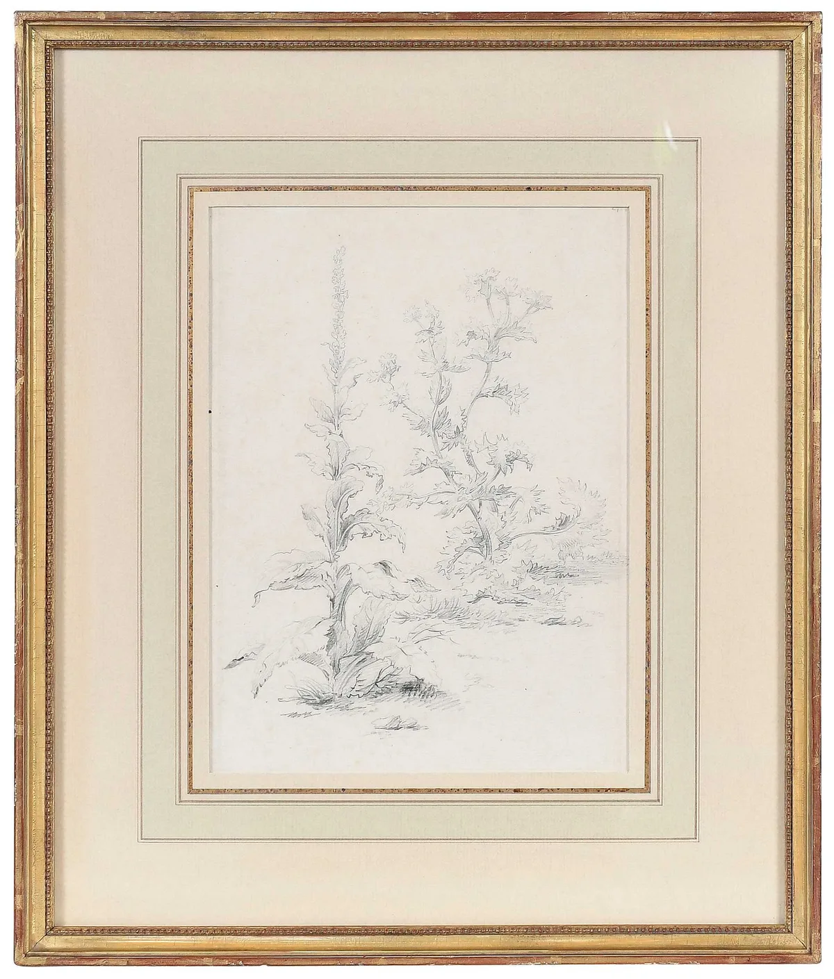 Fidelia Bridges, Mullein and Acanthus, pencil on paper