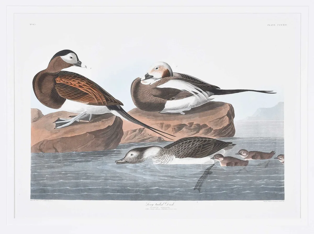 Long Tailed Duck by John James Audubon, 1827-1838, hand colored engraving with etching and aquatint on wove paper with "J.Whatman/1836" watermark, sold Feb 2024