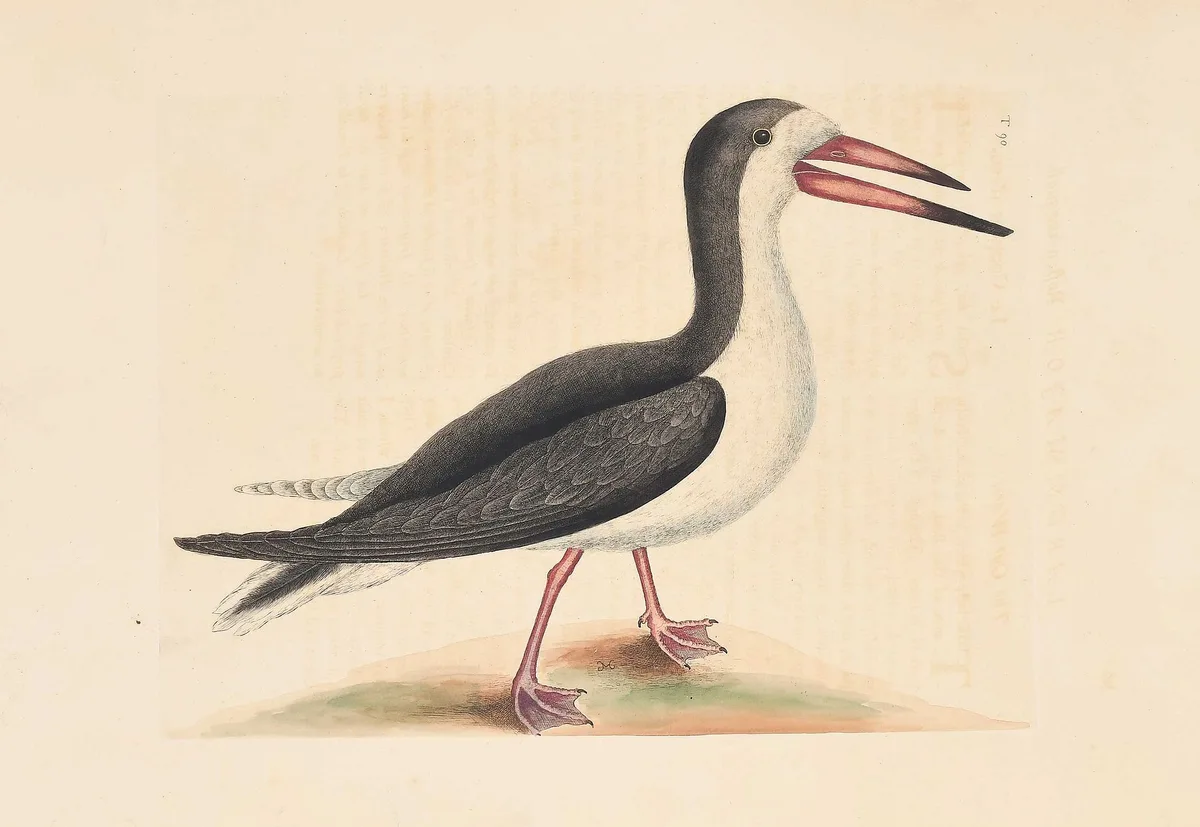 Mark Catesby - Cutwater, T. 90, The Cutwater  from The Natural History of Carolina, Florida and The Bahama Islands, hand colored engraving on wove paper