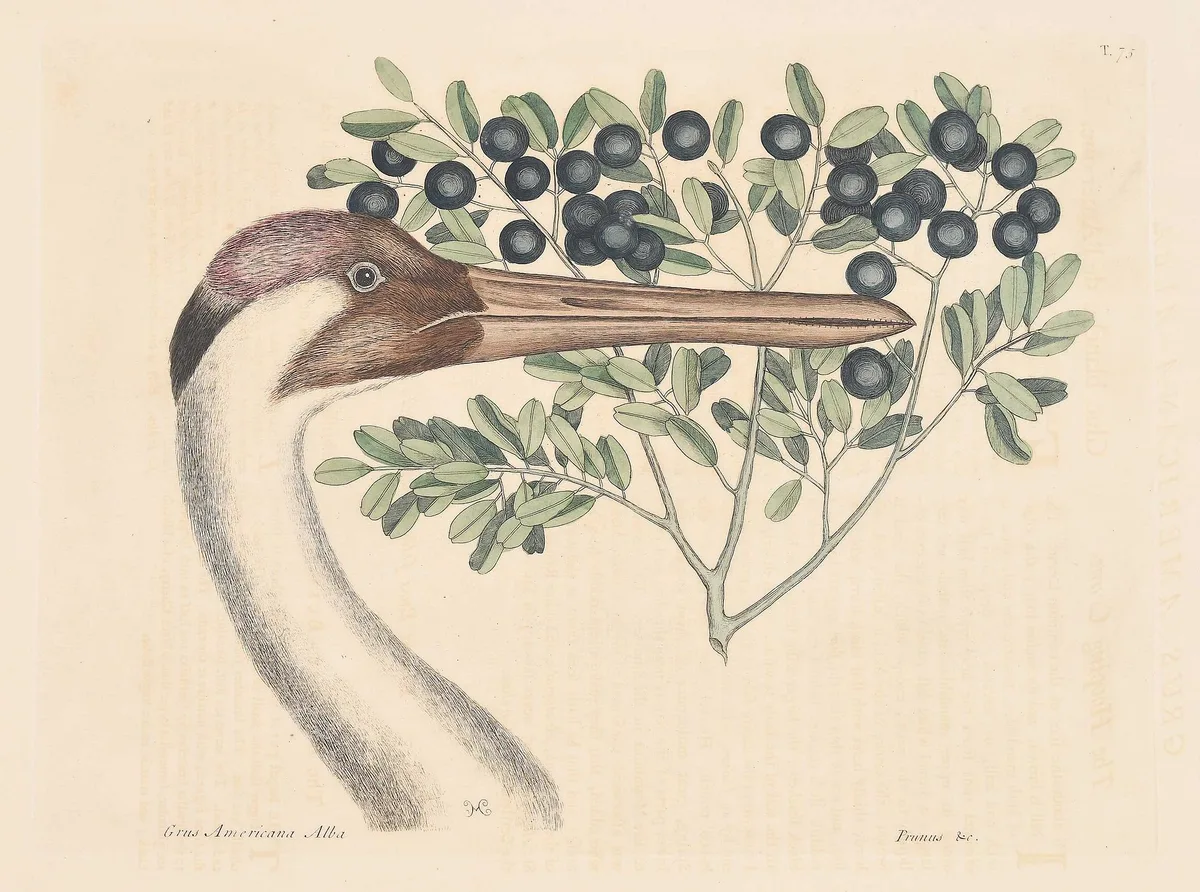 Mark Catesby - Hooping Crane, T. 75, The Hooping Crane with accompanying text, from The Natural History of Carolina, Florida and The Bahama Islands, hand colored engraving on wove paper