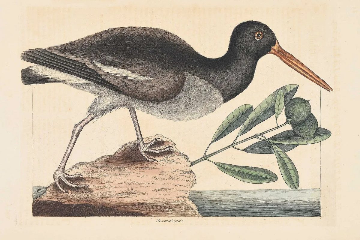 T. 85 The Oyster Catcher by Mark Catesby - Oyster Catcher, hand colored engraving on wove paper with "J. Ruse 1800" watermark, sold Feb 2024