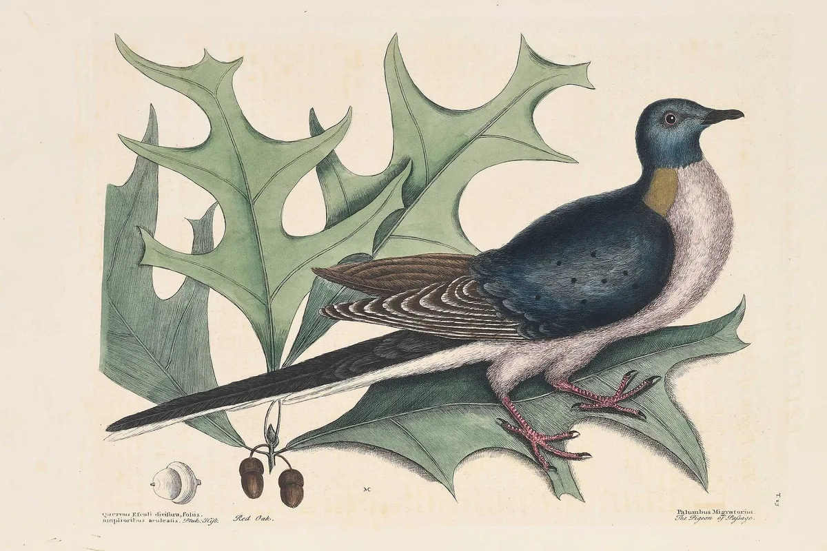 Mark Catesby - Passenger Pigeon, T. 23 The Pigeon of Passage from The Natural History of Carolina, Florida and The Bahama Islands, hand colored engraving on paper