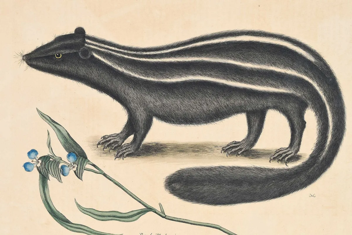 Mark Catesby - Pole Cat, T. 62 The Pole Cat, from The Natural History of Carolina, Florida and The Bahama Islands, hand colored engraving on wove paper with "J. Ruse 1800" watermark