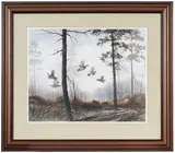 David Hagerbaumer, Northern Bobwhite
