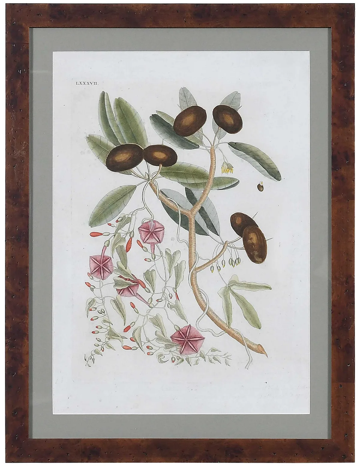 Mark Catesby - Sapadillo Tree, Plate LXXXVII (T. 87) Sapadillo Tree (Wild Dilly), from The Natural History of Carolina, Florida and The Bahama Islands, volume II, hand colored engraving on laid paper with Strasbourg Lily watermark with dropped "JH&Z"
