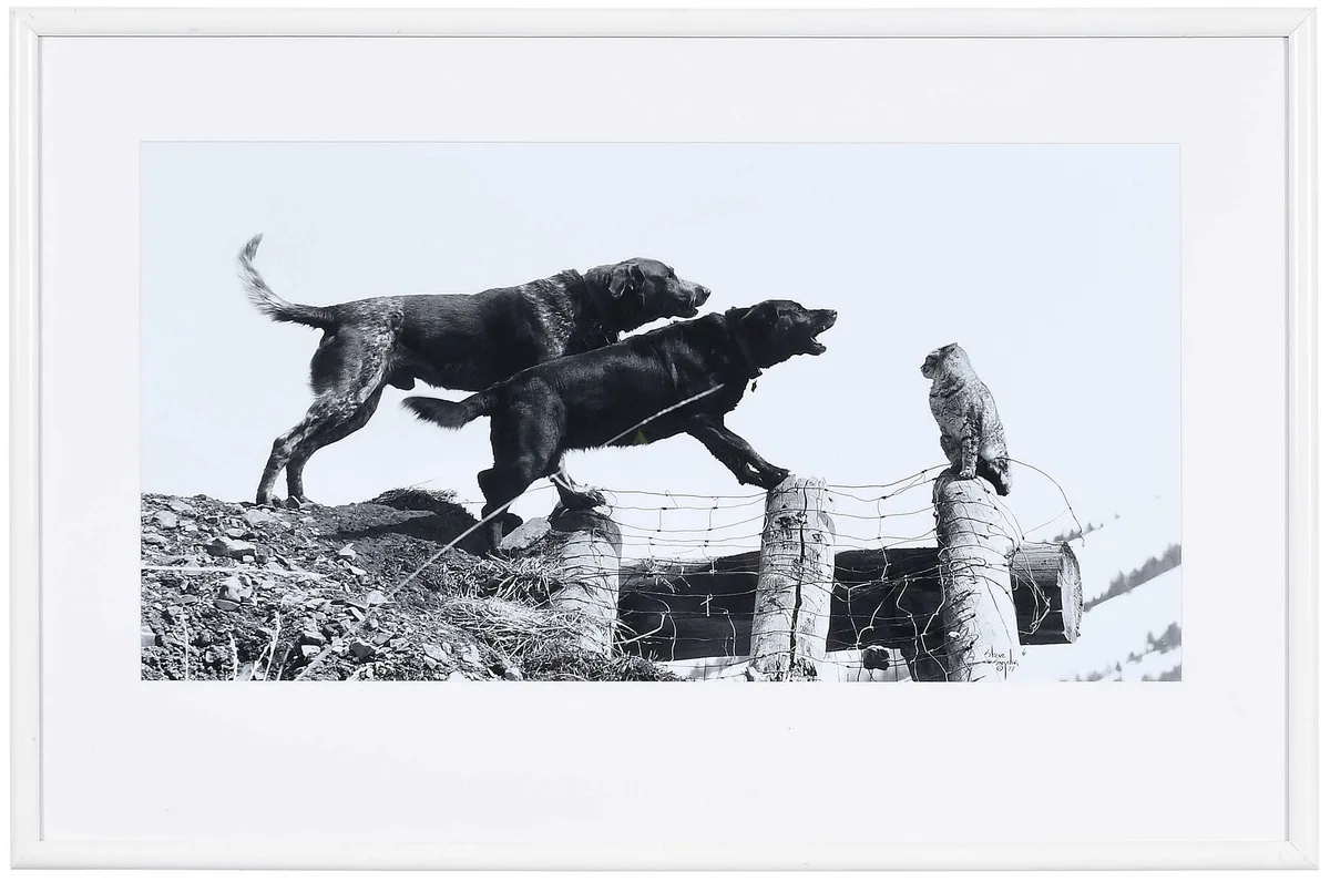 Steve Snyder, Two Dogs and a Cat, gelatin silver print