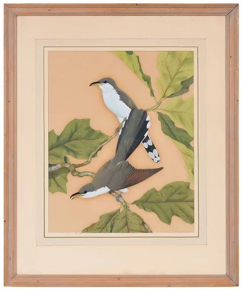 Athos Menaboni, Yellow Billed Cuckoo, oil on paper