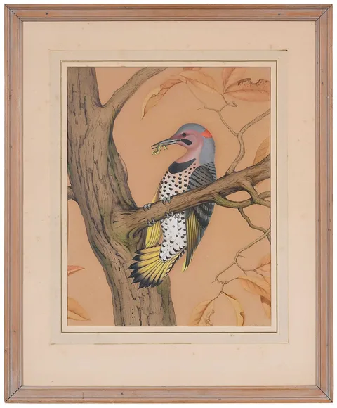 Athos Menaboni, Yellow Shafted Flicker (Colaptes Auratus), oil on paper