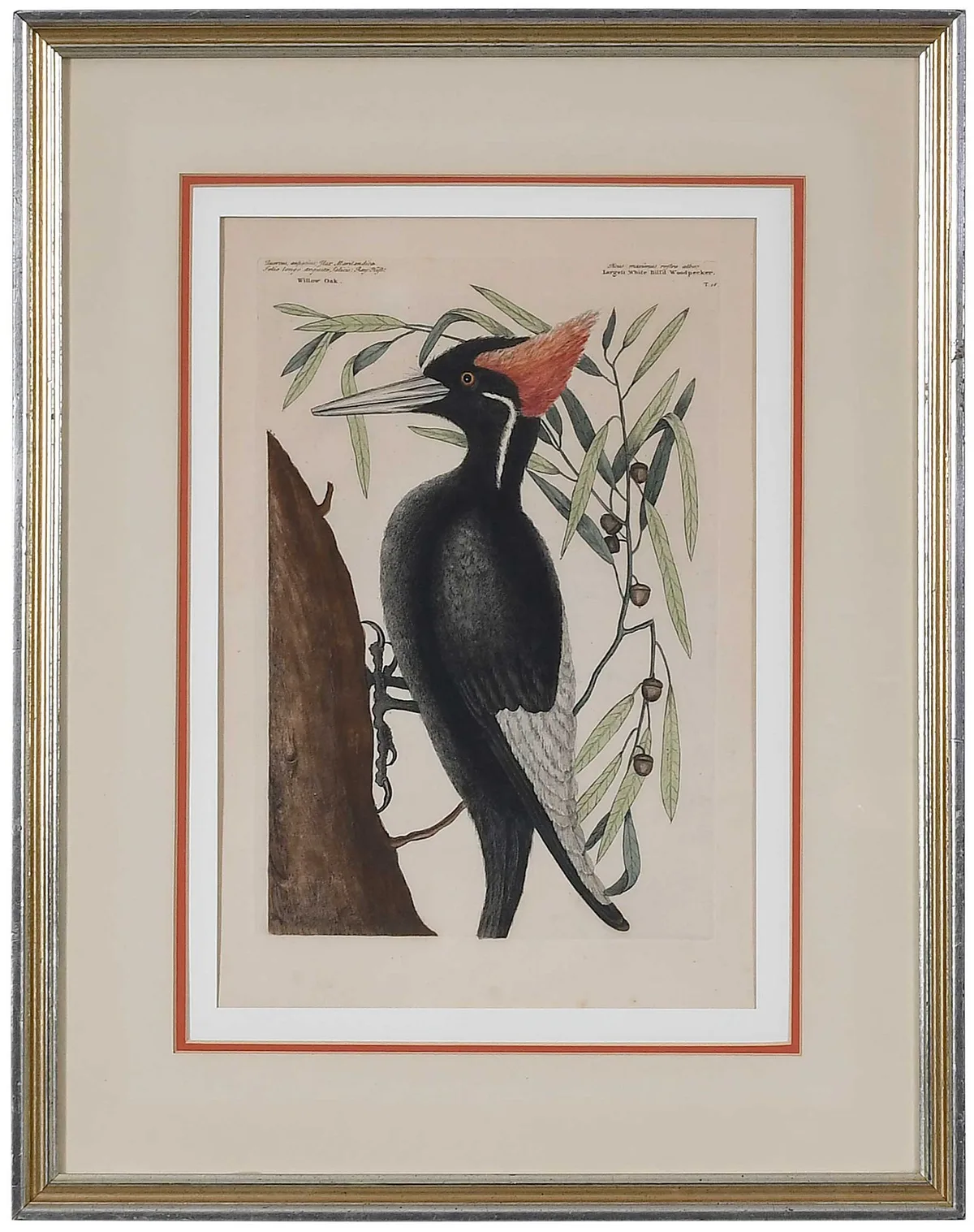 Woodpecker by Mark Catesby, 1754 hand-colored engraving on laid paper with Strasbourg Lily watermark, sold Mar 2023