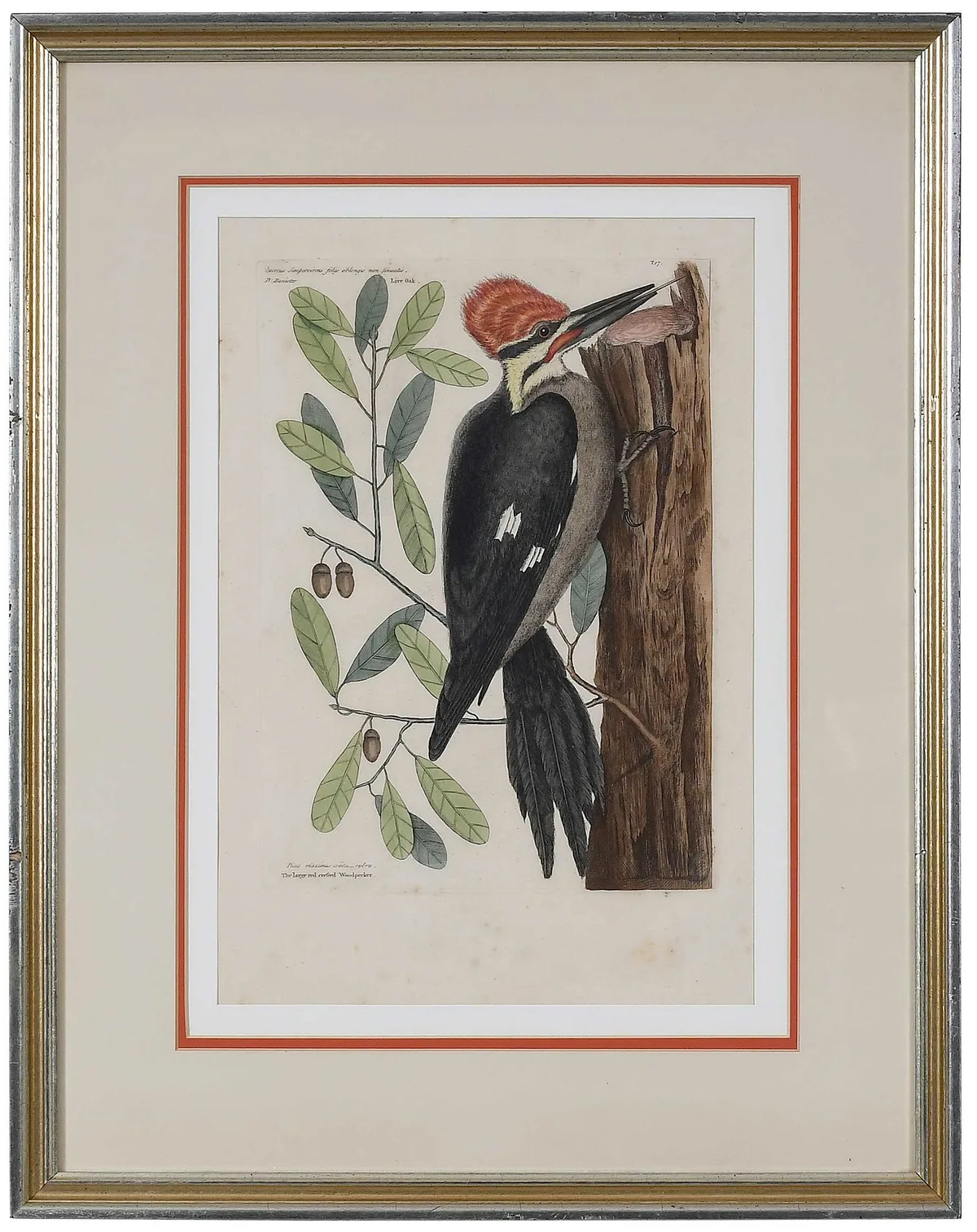 Woodpecker by Mark Catesby, 1754, hand colored engraving on laid paper with Strasbourg Lily watermark, sold Mar 2023