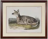 John James Audubon, Common American Deer,Cervus Virginianus, Common or Virginia Deer, Plate LXXXI from large folio The Quadrupeds of North America, J.T. Bowen 1845