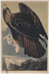 John James Audubon, Golden Eagle, Aquila Chrysaetos, Plate CLXXXI, Variant I, from The Birds of America, London