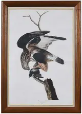 John James Audubon, Rough Legged Falcon, Plate 166, from The Birds of America, Havell edition