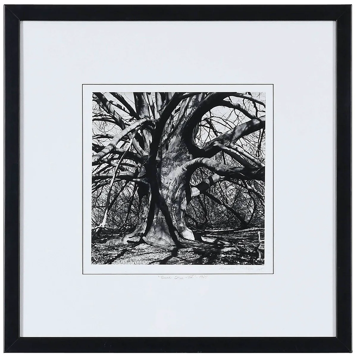Beech Tree IV by Barbara Morgan, 1945, gelatin silver print, sold Feb 2023