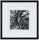 Barbara Morgan, Beech Tree IV