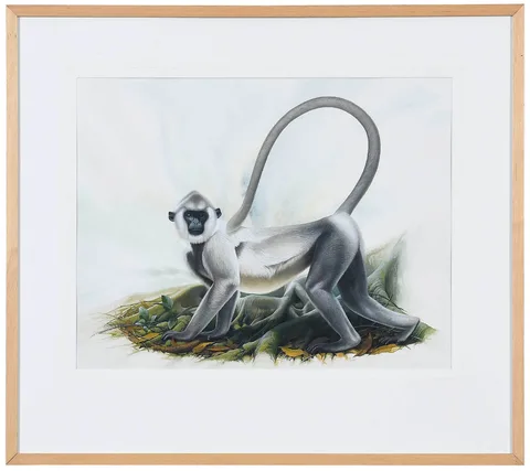 Peter Schouten, Celanese Grey Langur, Nepal, Northern Plains, 1996, watercolor and gouache