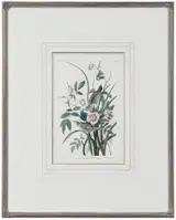 John James Audubon, Seaside Finch, Pl. 93 from The Birds of America, London
