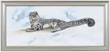 Snow Leopard Uncia uncia, Brunk Auctions 2022