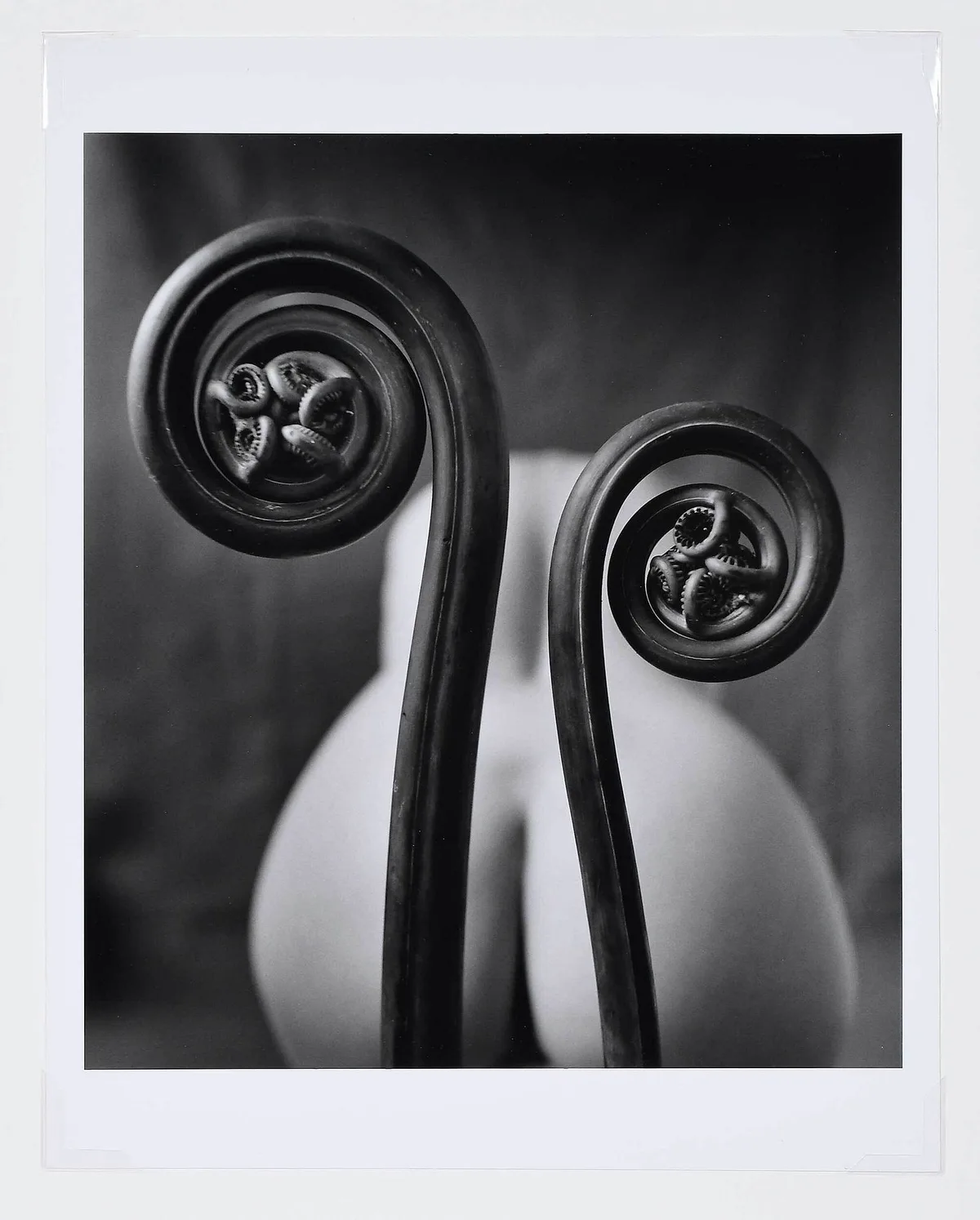 Mark Arbeit, Fiddlehead Fern, April 25, 2000, gelatin silver print