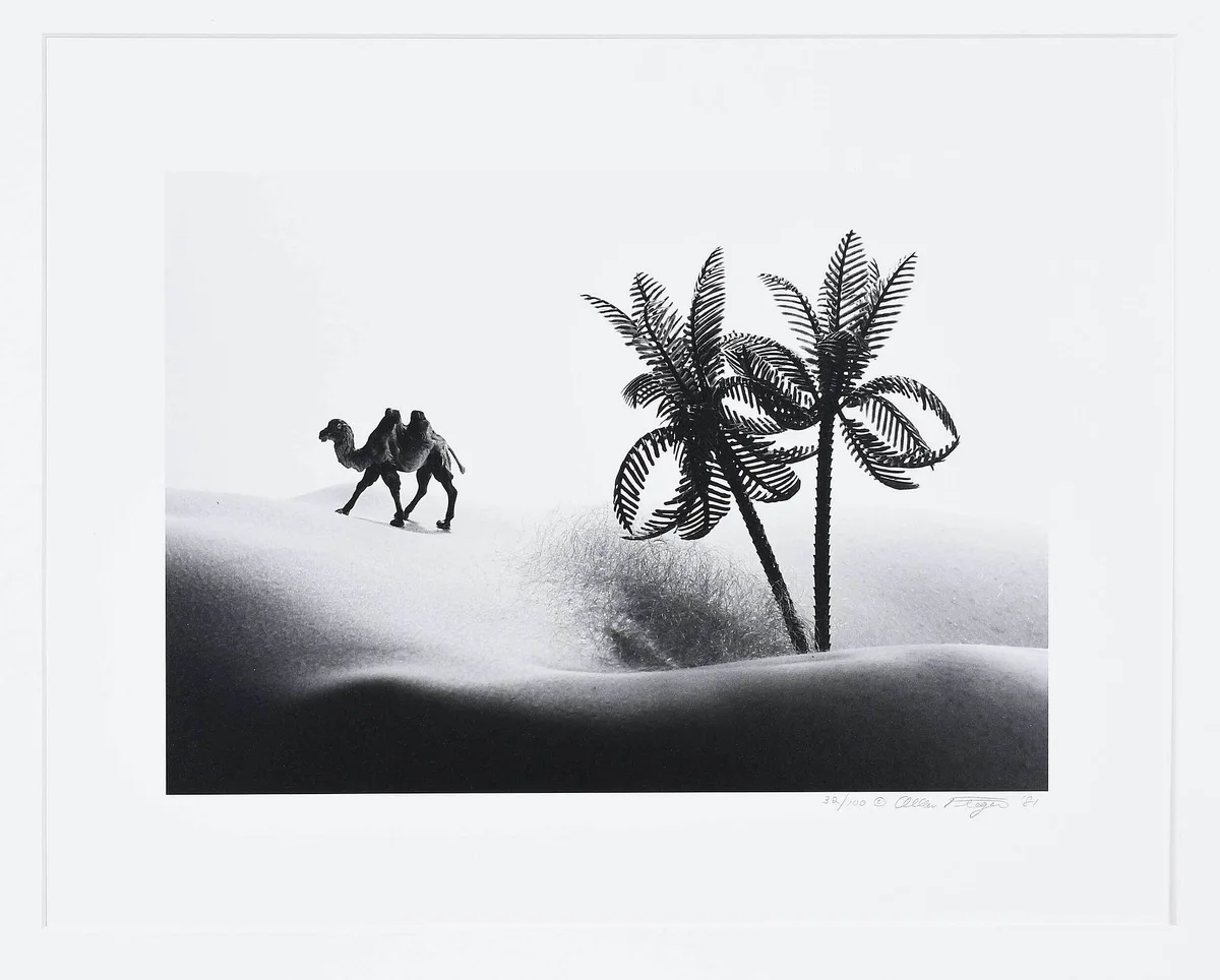 Allan Teger, A Camel at Oasis, 1981, gelatin silver print on matte paper