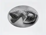 Ruth Bernhard, Enigma