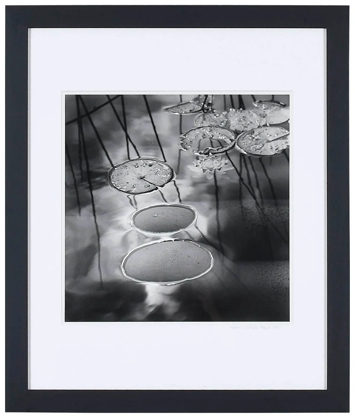 Karin Rosenthal, Lily Pads, 1991, gelatin silver print