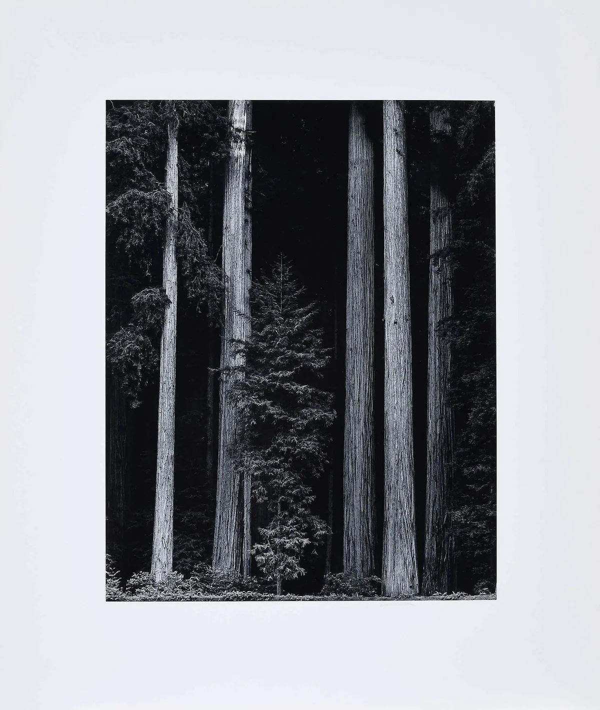David Muench, Sequoia Sempervirens, 1981, gelatin silver print