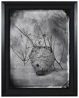 Tom Baril, Hornets Nest