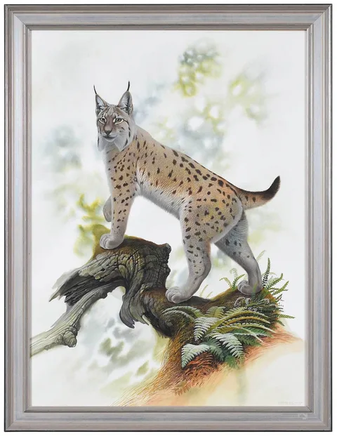 Peter Schouten, Eurasian Lynx, Lynx lynx, 2001, watercolor and gouache on Arches paper