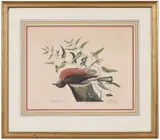 Mark Catesby, T. 29. The Fieldfare, from The Natural History of Carolina, Florida and The Bahama Islands