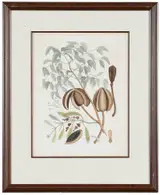 Mark Catesby, T. 81 The Mahogany Tree, Mistleto, from The Natural History of Carolina, Florida and The Bahama Islands