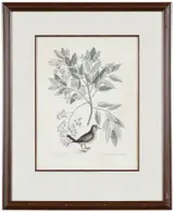 Mark Catesby, T. 26 The Ground Dove, The Pellitory or Tooth-ach Tree from The Natural History of Carolina, Florida and The Bahama Islands