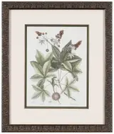 Mark Catesby, T. 65 The Jamaican Anole, from The Natural History of Carolina, Florida and The Bahama Islands, Vol. II