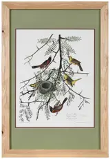 John James Audubon, Orchard Oriole, Pl. 42, from The Birds of America, London