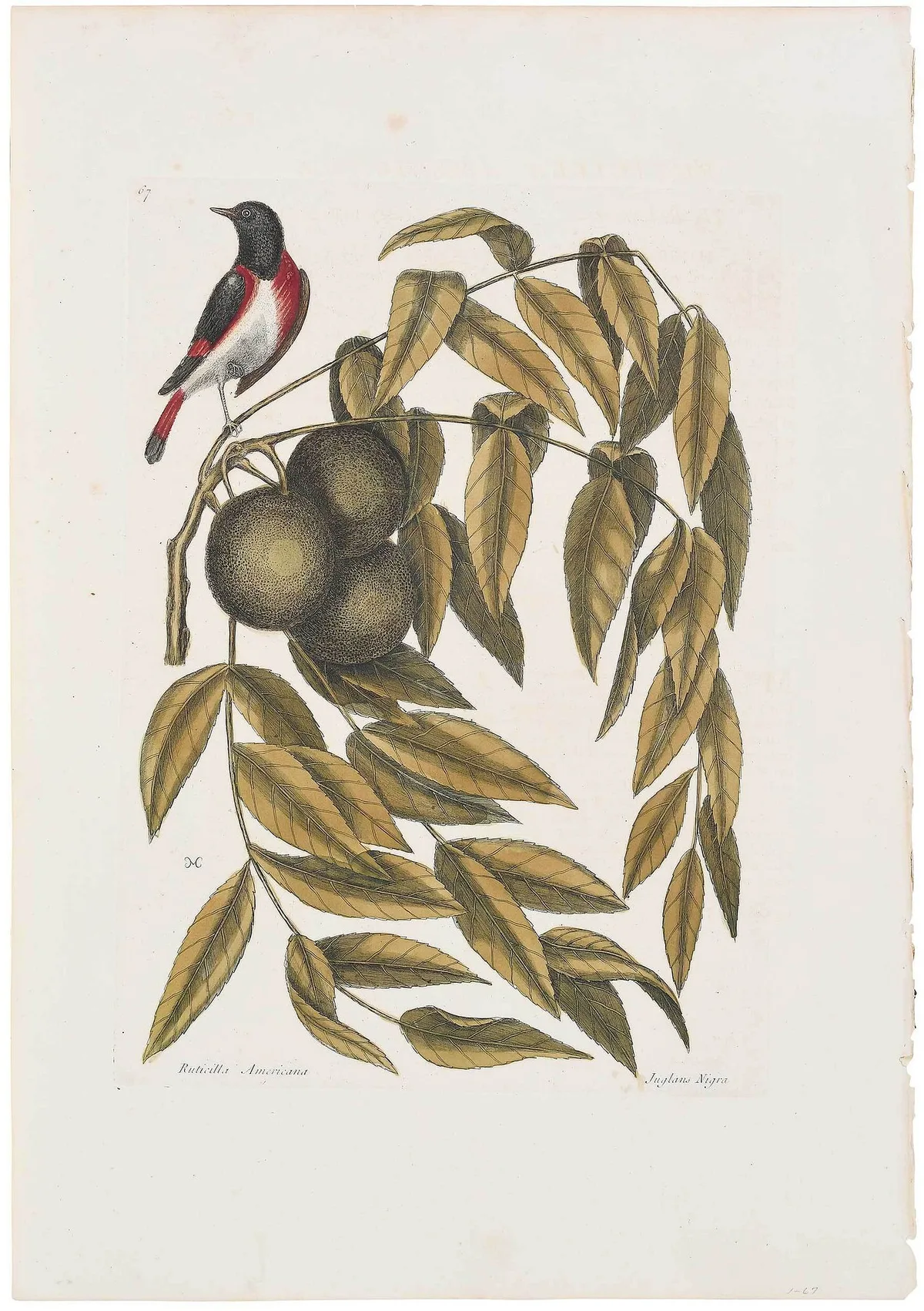 Mark Catesby Engraving, T. 67 Rudiscilla Americana, from The Natural History of Carolina, Florida and The Bahama Islands, 1731-1743 edition hand colored engraving on laid paper