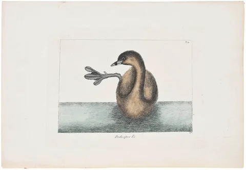 Mark Catesby Engraving, T. 91 Podicipes (Pied Billed Grebe), from The Natural History of Carolina, Florida and The Bahama Islands, hand colored engraving on laid paper