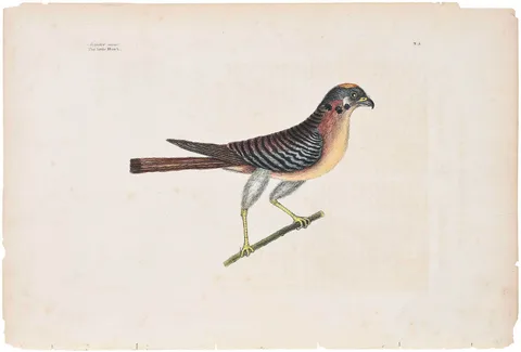 Mark Catesby Engraving, T. 3, The Little Hawk, hand colored engraving on laid paper
