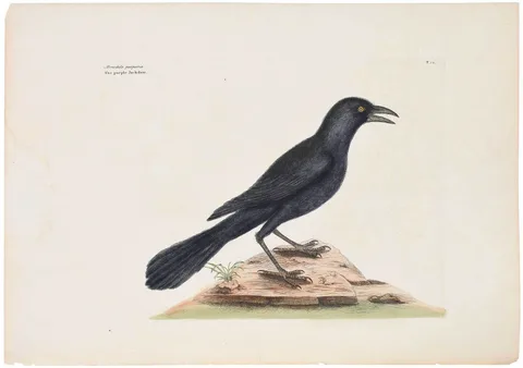 Mark Catesby Engraving, T. 12 The Purple Jackdaw, hand colored engraving on laid paper
