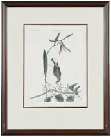Mark Catesby, T. 58 Yellow-rump from The Natural History of Carolina, Florida and The Bahama Islands