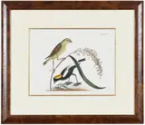Mark Catesby, T. 14 Rice-bird, from The Natural History of Carolina, Florida and The Bahama Islands