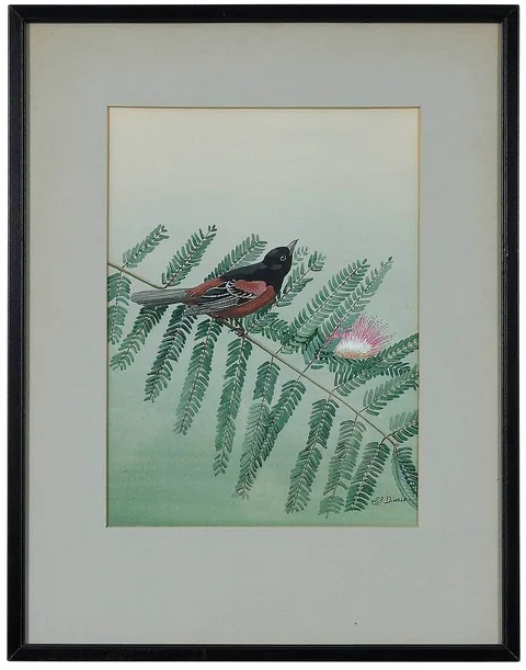 Edward Von Siebold Dingle, Orchard Oriole, watercolor and gouache on artist board