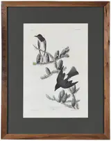 John James Audubon, Olive sided Flycatcher Pl. CLXXIV, from The Birds of America, London