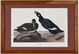 John James Audubon, Untitled